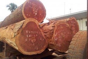 Thay đổi toàn bộ không gian sống nhờ chất liệu gỗ xoan đào